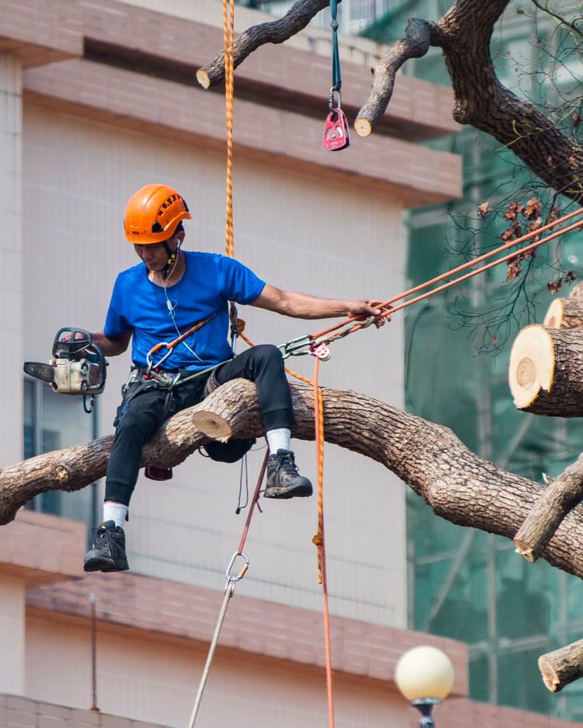 An arborist roped into a tree canopy, cutting a branch with a chainsaw.