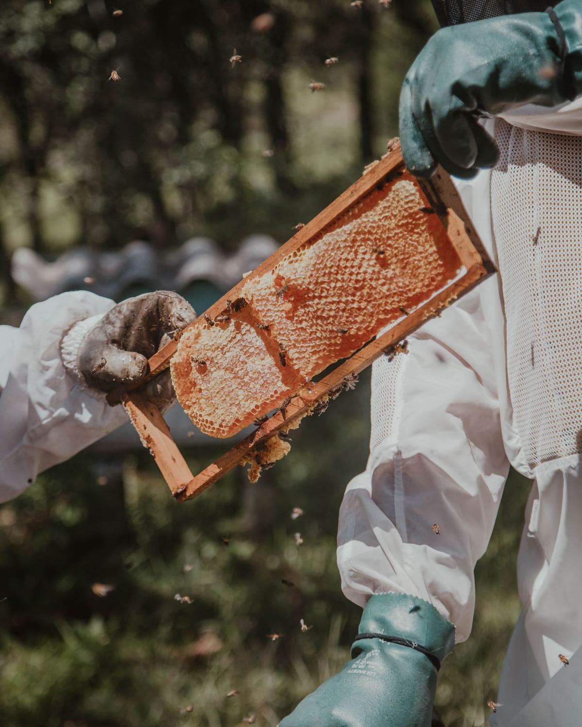 Two beekeepers in white suits holding a frame of golden honeycomb