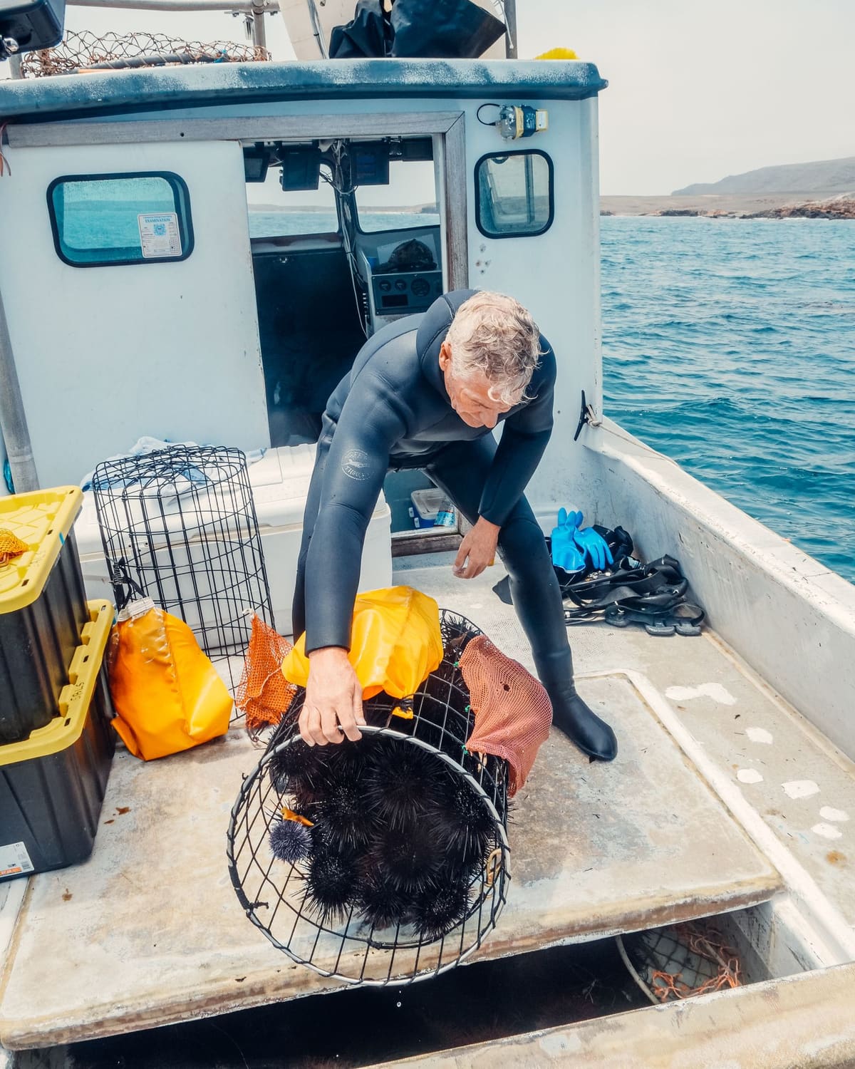 Commercial diver in a wetsuit lifting a basket of sea urchins on a boat deck.