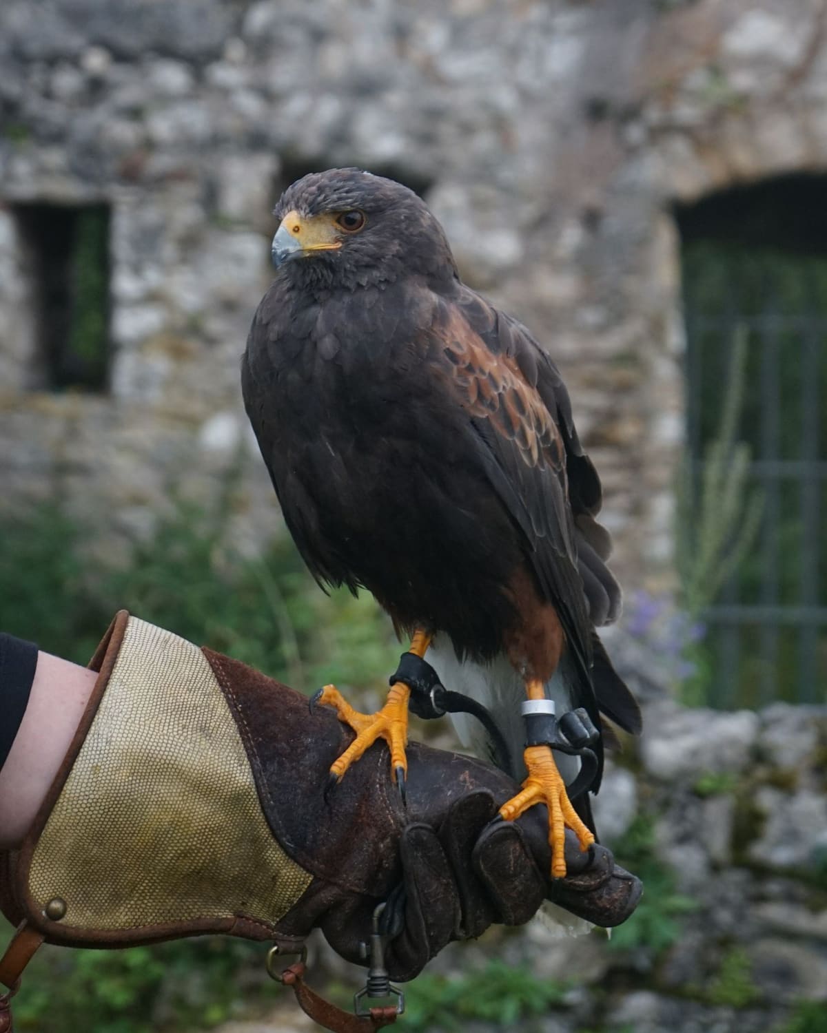 A hawk perched on a falconer's thick leather glove before an old stone wall