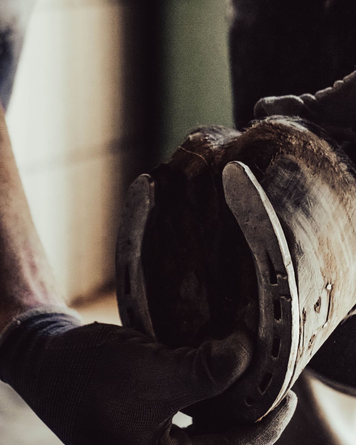 A farrier's gloved hands fitting a shoe to a horse's hoof