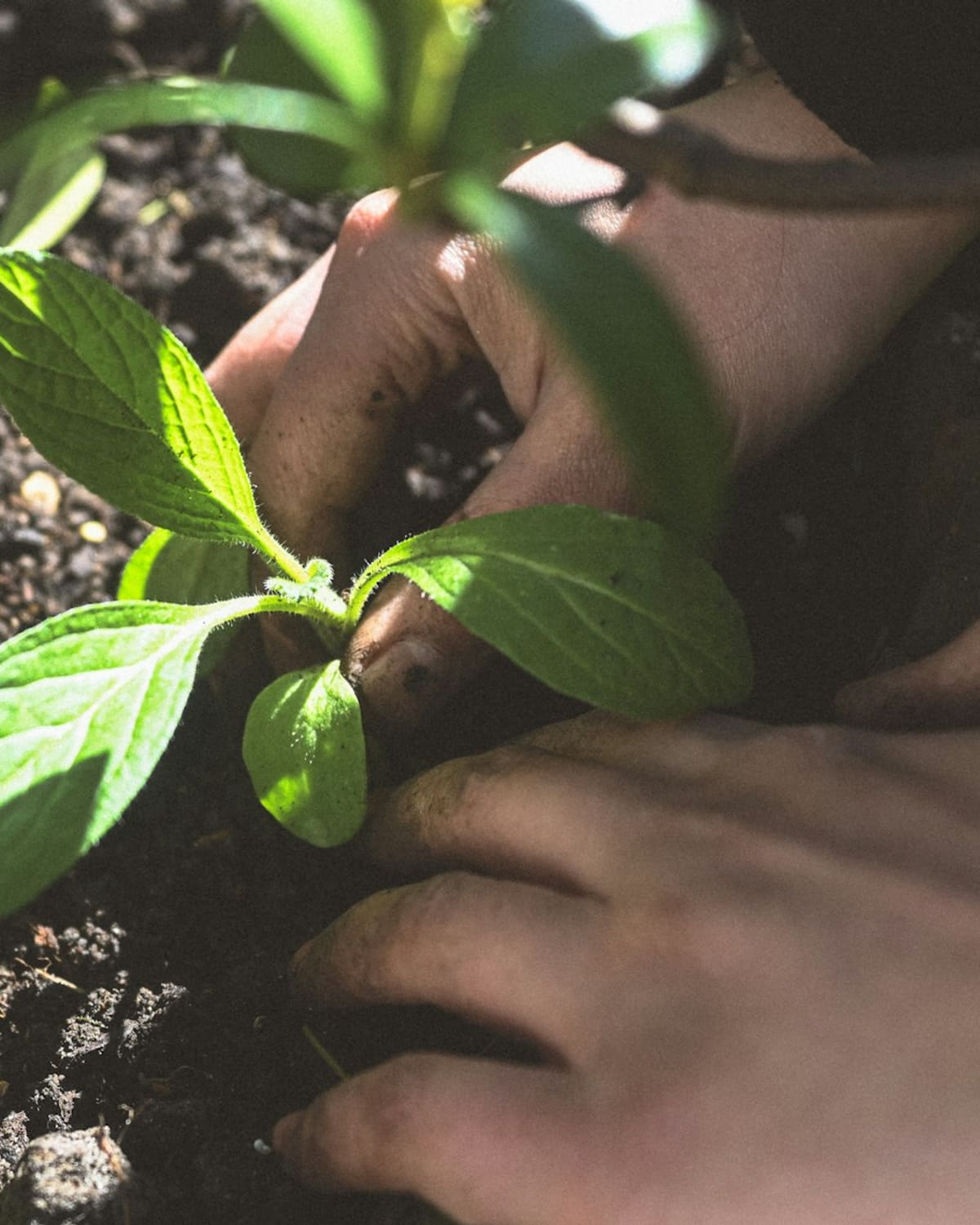 A gardener's hand pressing a seedling into warm soil