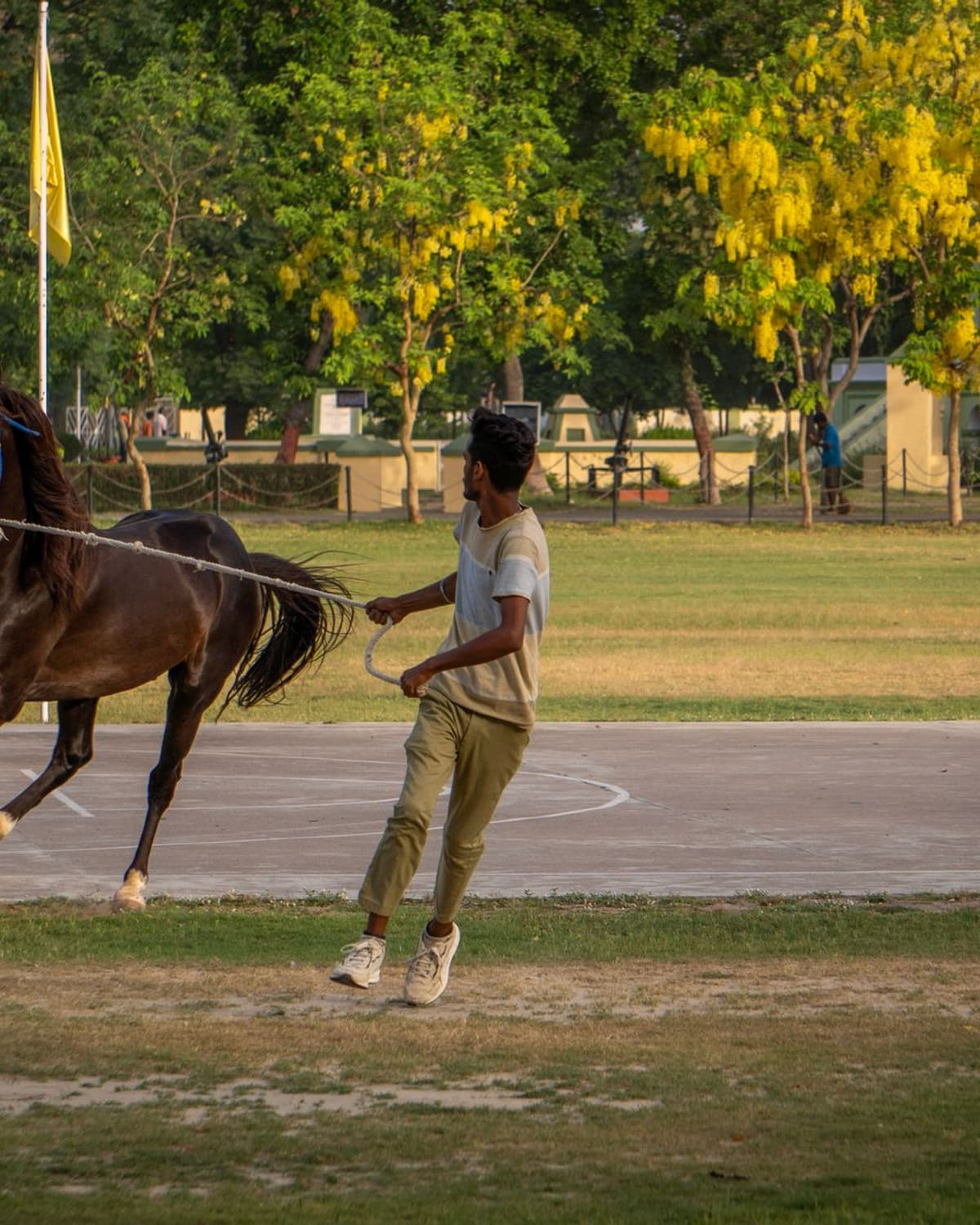 A trainer working a horse on a long lunge line in a sandy arena in warm evening light.