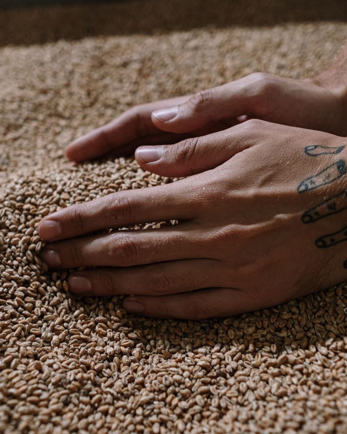 A maltster's bare hands pressed deep into a wide bed of malted barley grain.