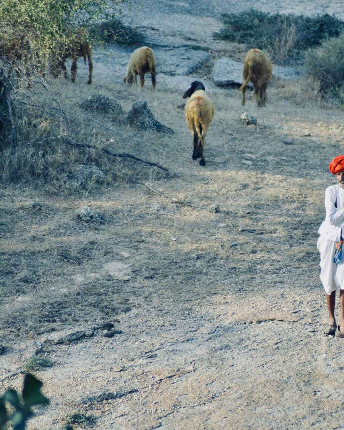 A shepherd in a bright turban walking his flock across dry hills