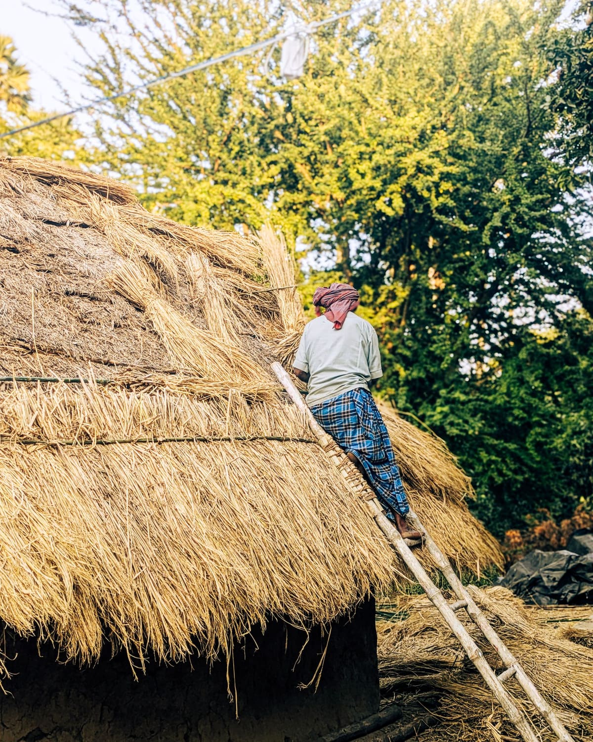 A thatcher climbing onto a golden thatched roof to lay reed