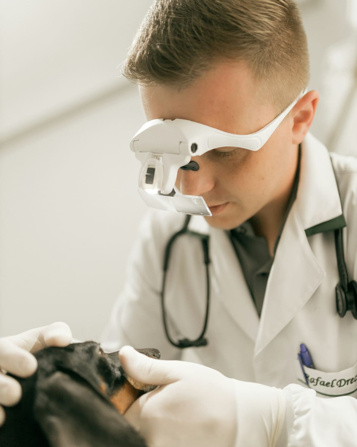 A vet examining a dog closely, gloved hands steadying its head