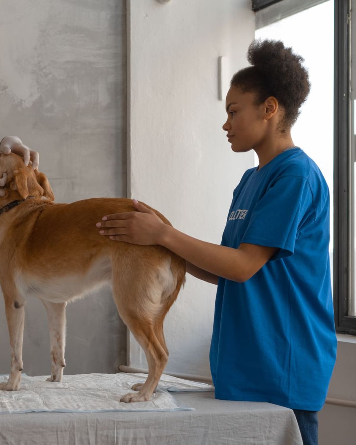 A veterinary team gently examines a dog together on the clinic table.