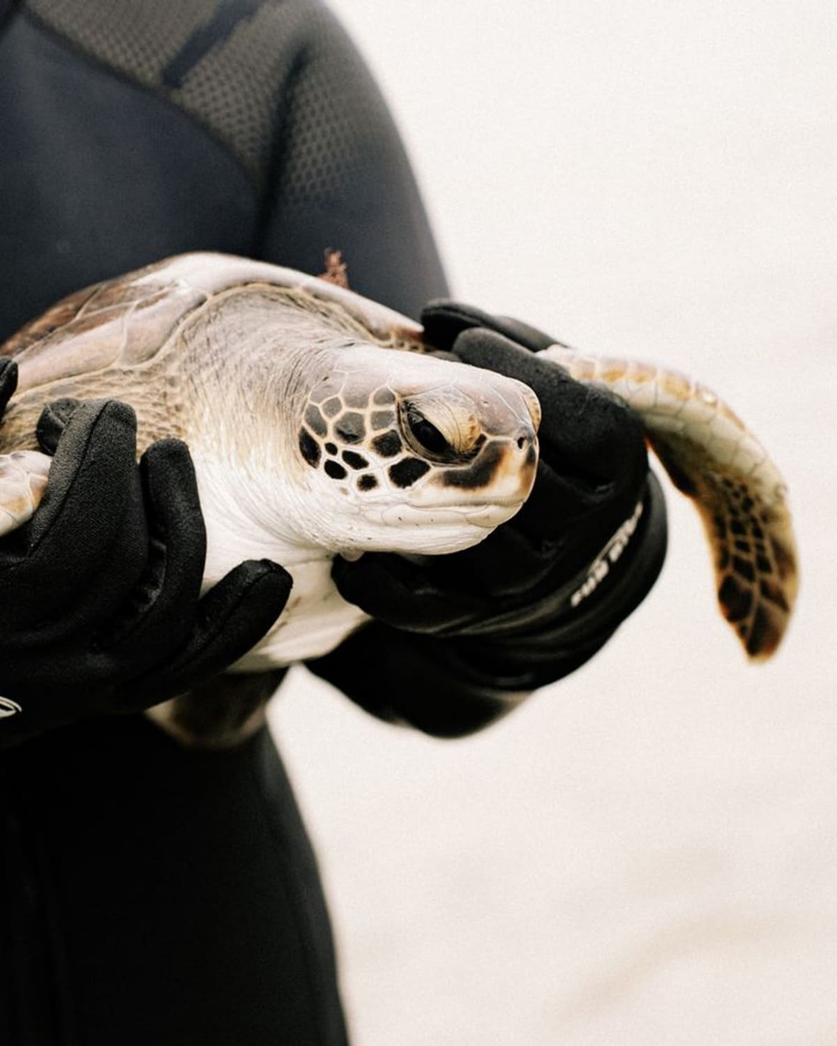 A wildlife biologist in a wetsuit cradling a rescued sea turtle