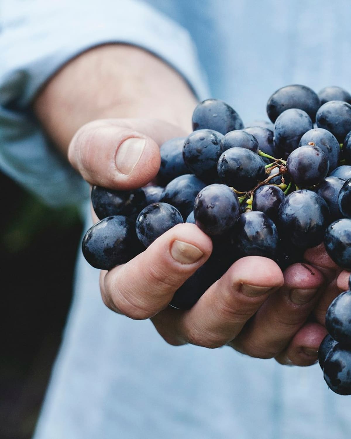 A winemaker's hands cradling a bunch of dark grapes
