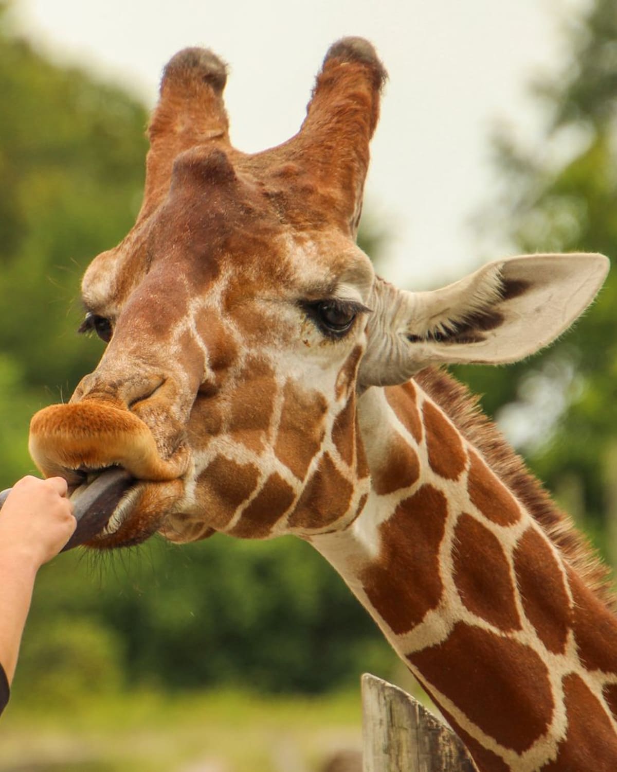 A keeper's hand feeding a giraffe leaning down over a fence